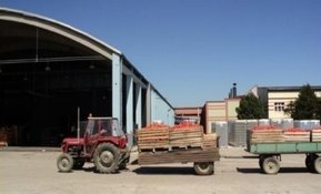Tomatenlieferung der Franc Šoba GmbH – Weine & Feinkost