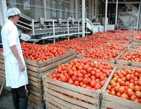 Kontrolle der Tomaten durch die Franc Šoba GmbH – Weine & Feinkost