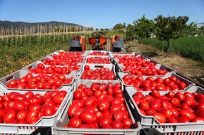 Tomaten der Franc Šoba GmbH – Weine & Feinkost